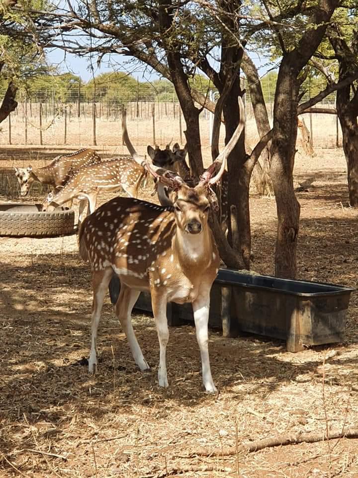 Axis Deer For Sale My Wildlife SA
