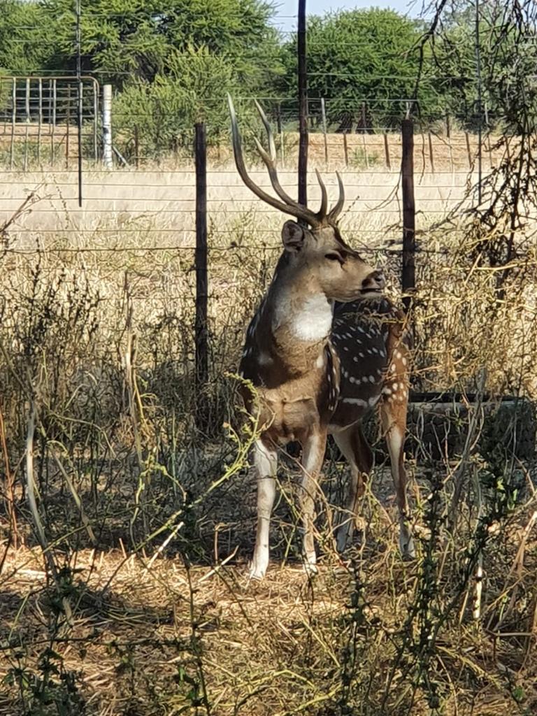 Axis Deer For Sale My Wildlife SA