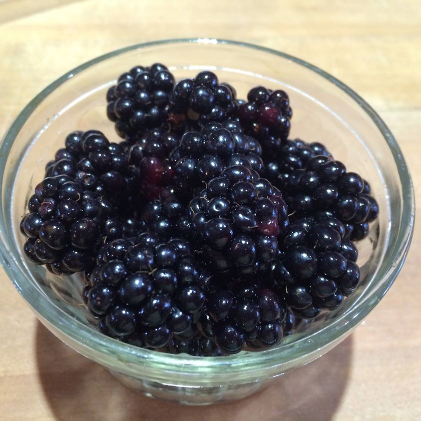 What the Cow Pies Did to Our Berries