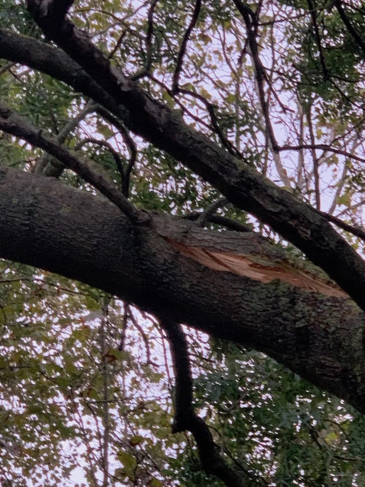 A tree branch falls in Wray Friends of Wray Crescent