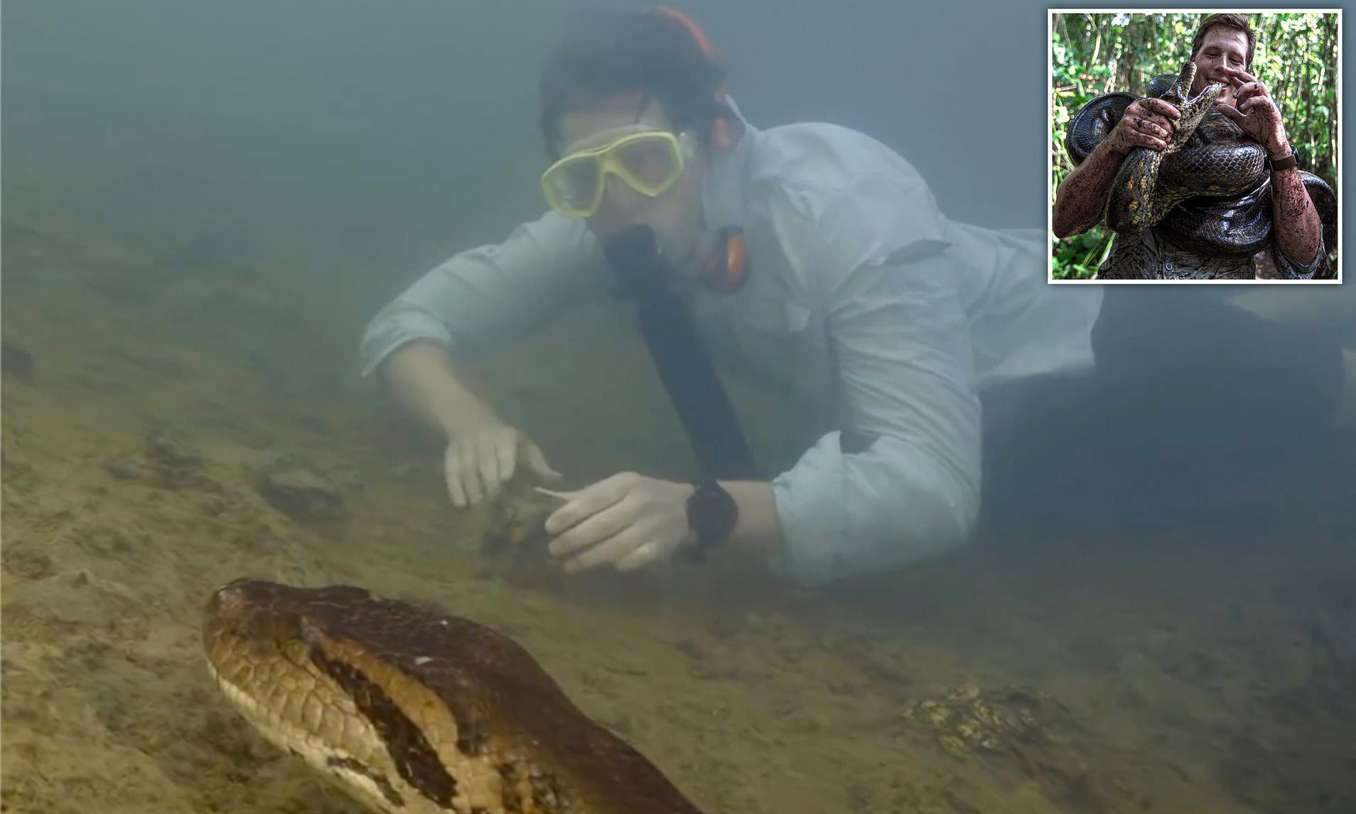 شاهد اكتشاف أكبر أنواع الثعابين في العالم في غابات الأمازون