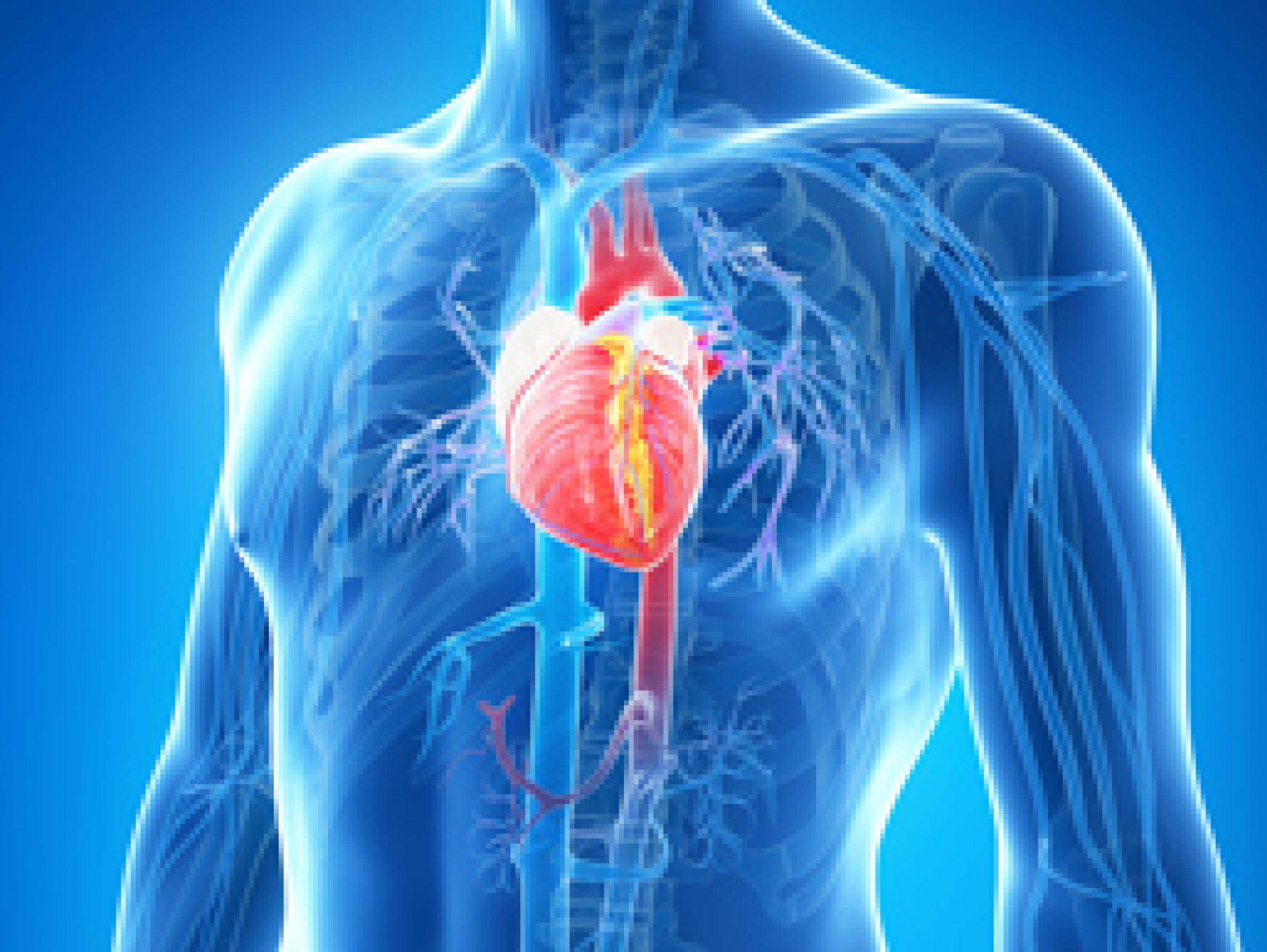 Sistema cardiovascular, el segundo órganos más afectado por el COVID19