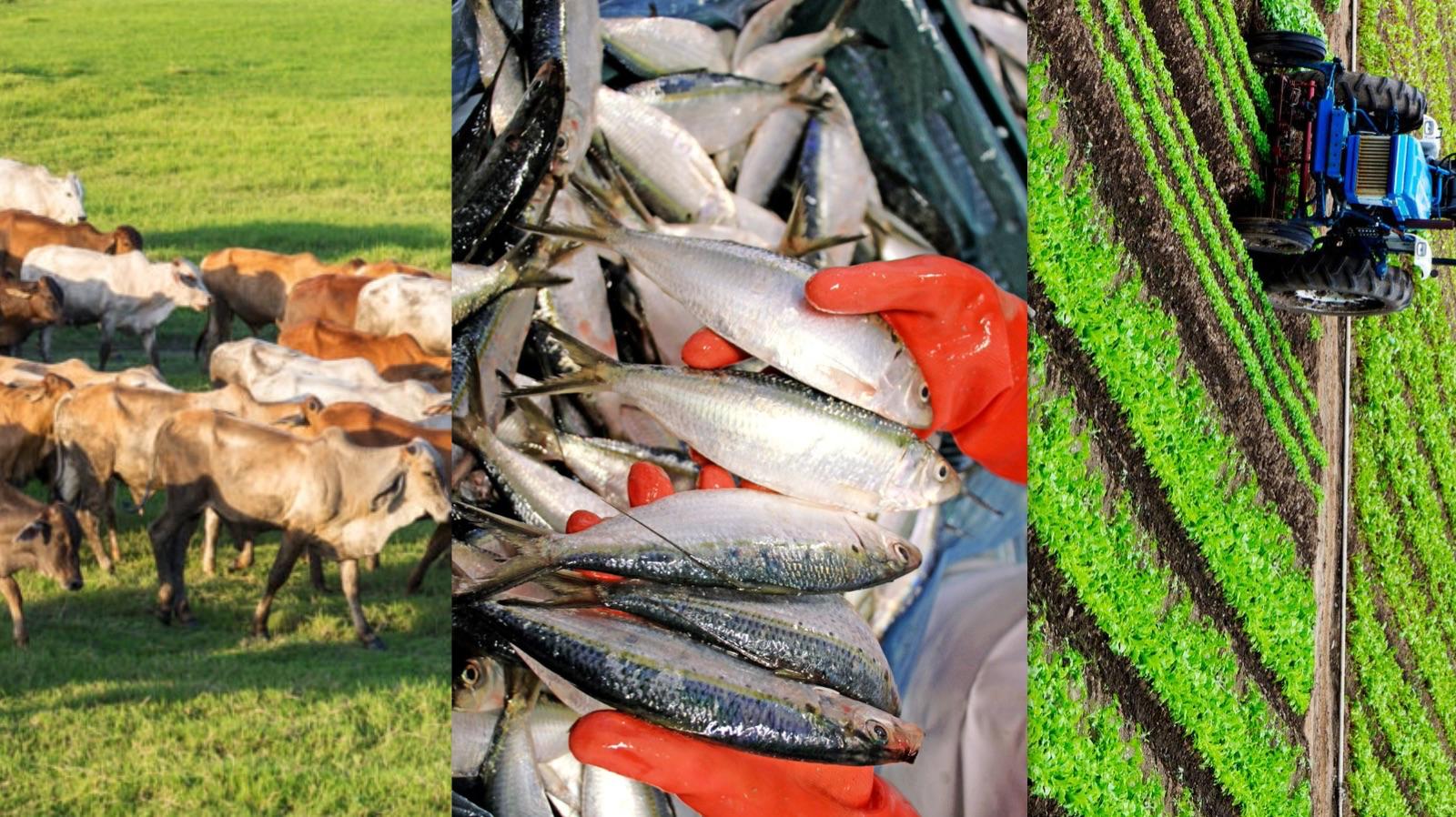 Productores locales denuncian reserva del mejora turístico y pérdidas millonarias en Pedernales