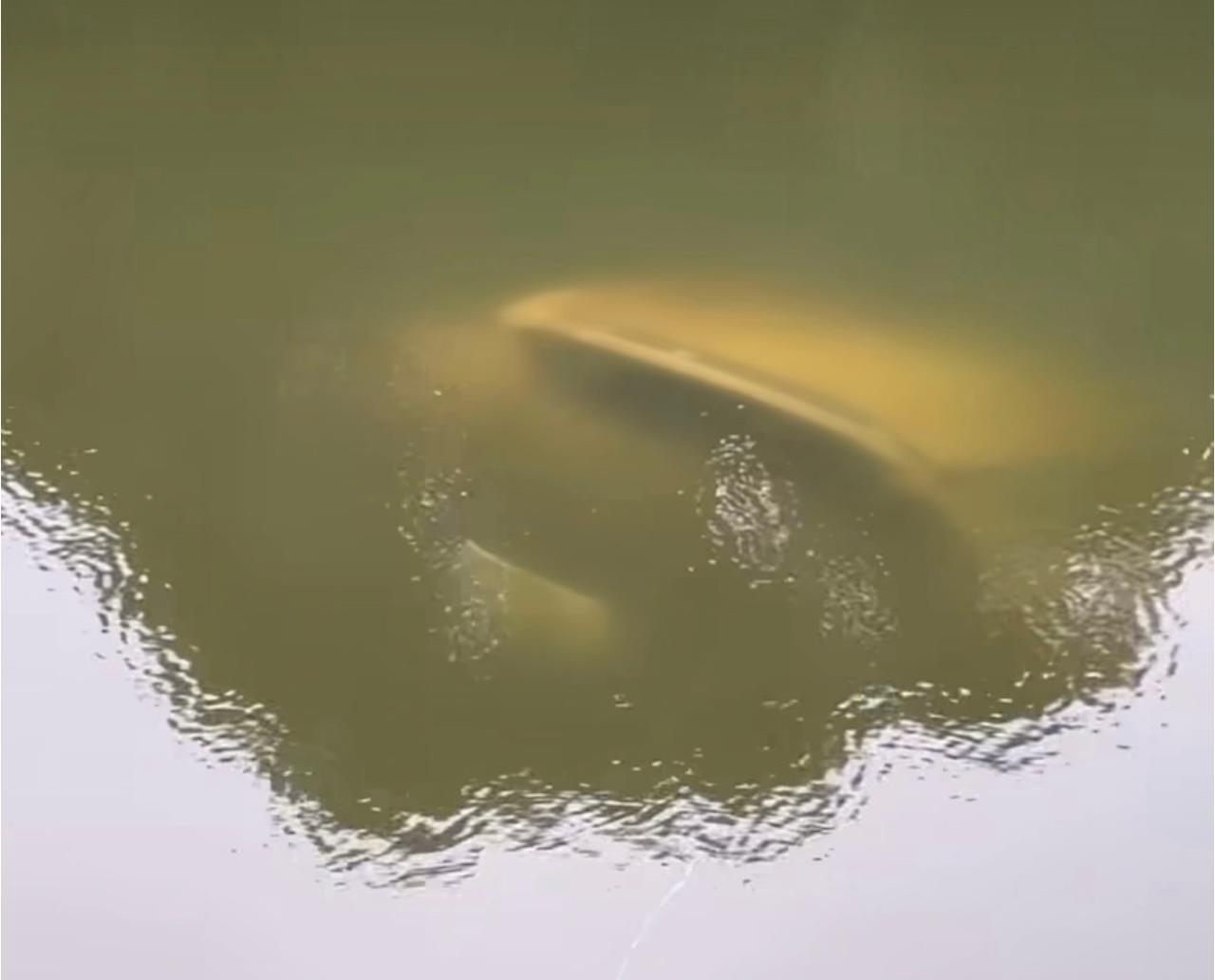 Hallan transporte sumergido en la presa de Hatillo en Cotuí