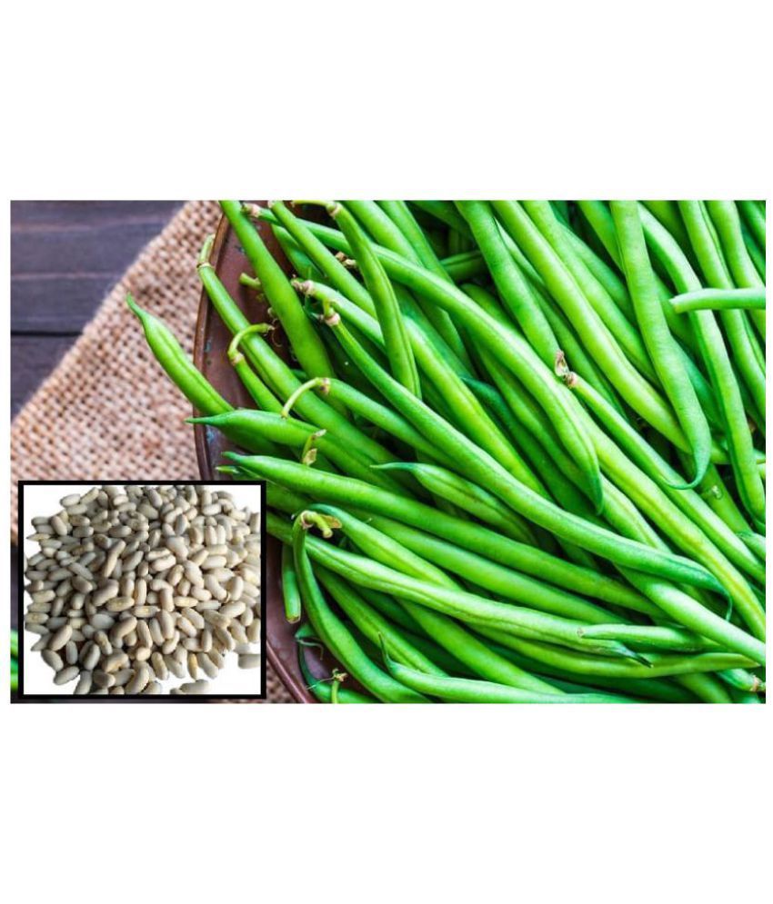 Buy French Beans vegetables hybrid seeds pack of 50 Seeds Online at