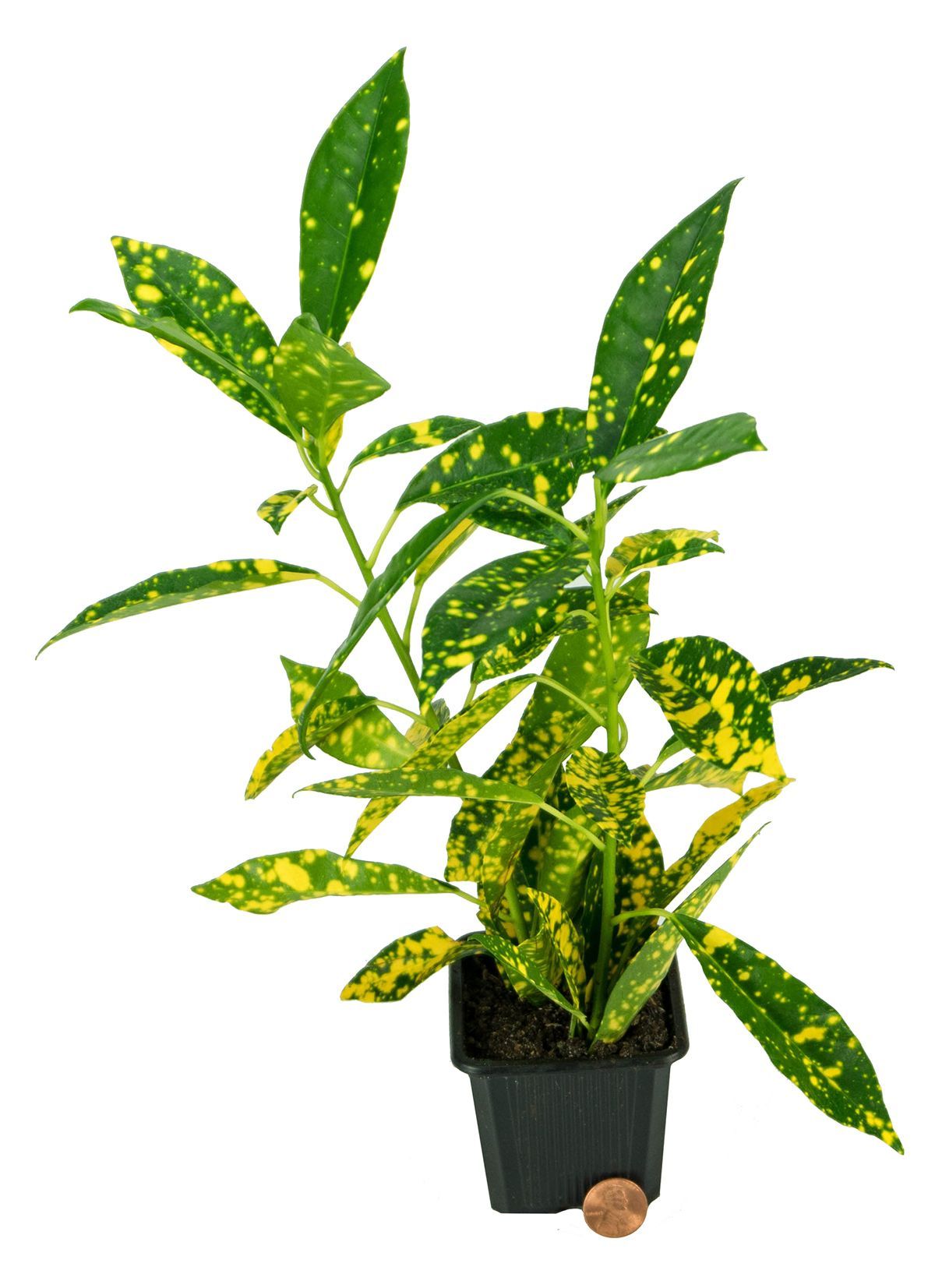 PLANT WORLD Croton Plant (Codaeium Variegatum) Both Indoor Plant Buy