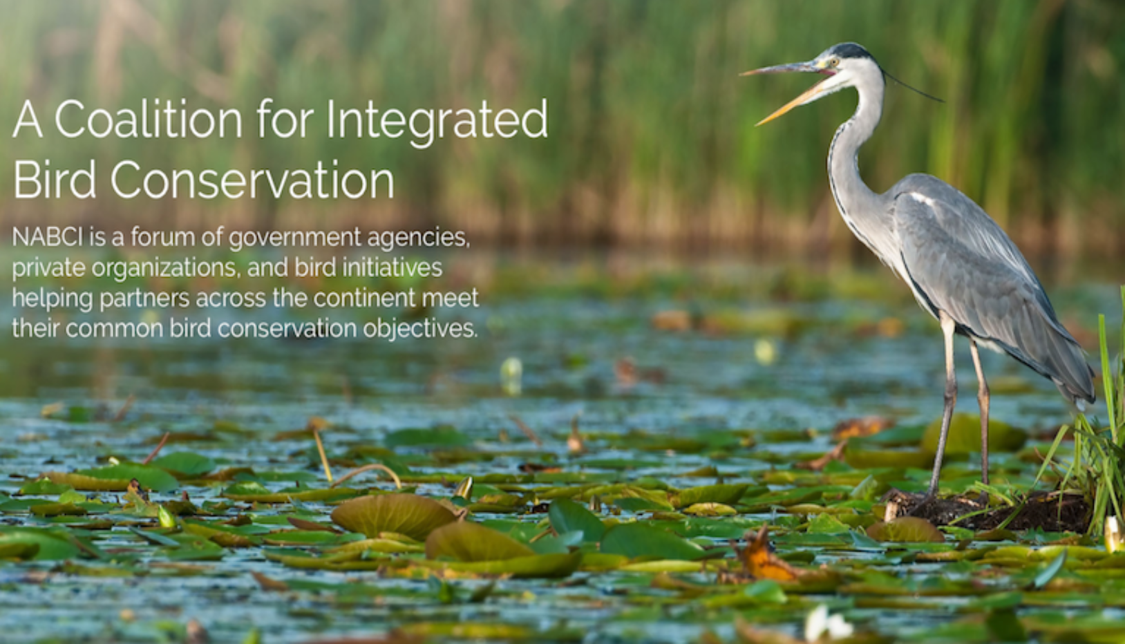 The Relevance of National Bird Conservation Policy NABCI