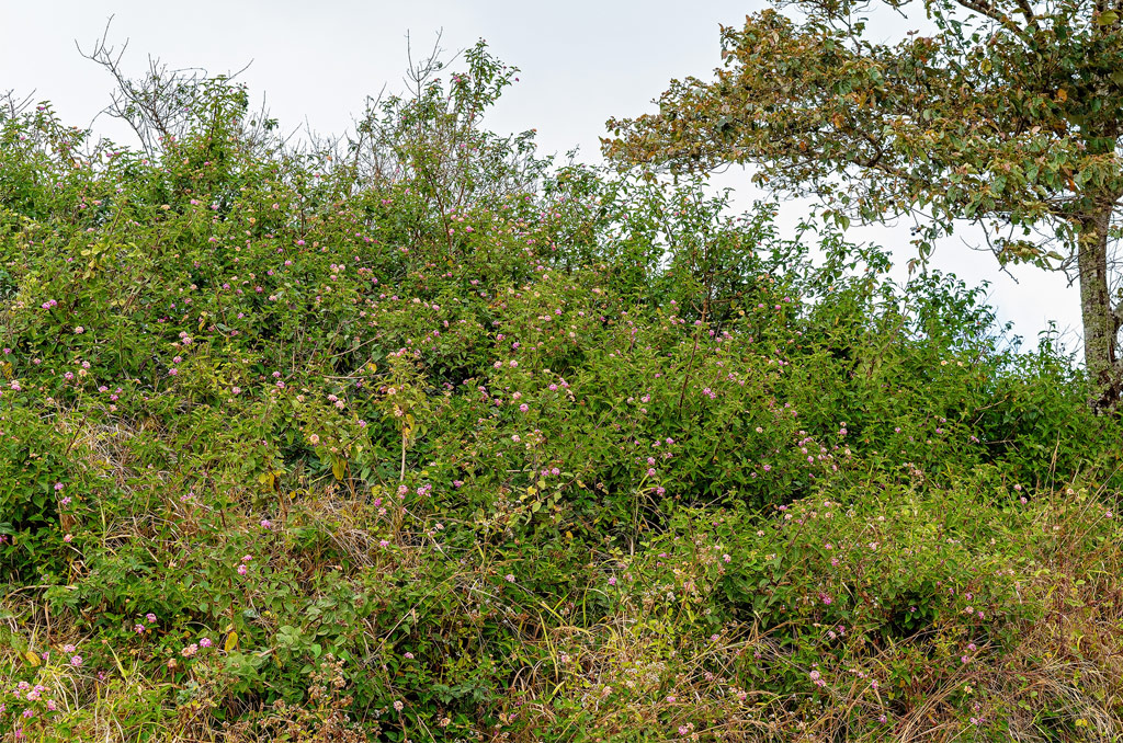 Lantana poisoning in yearling heifers