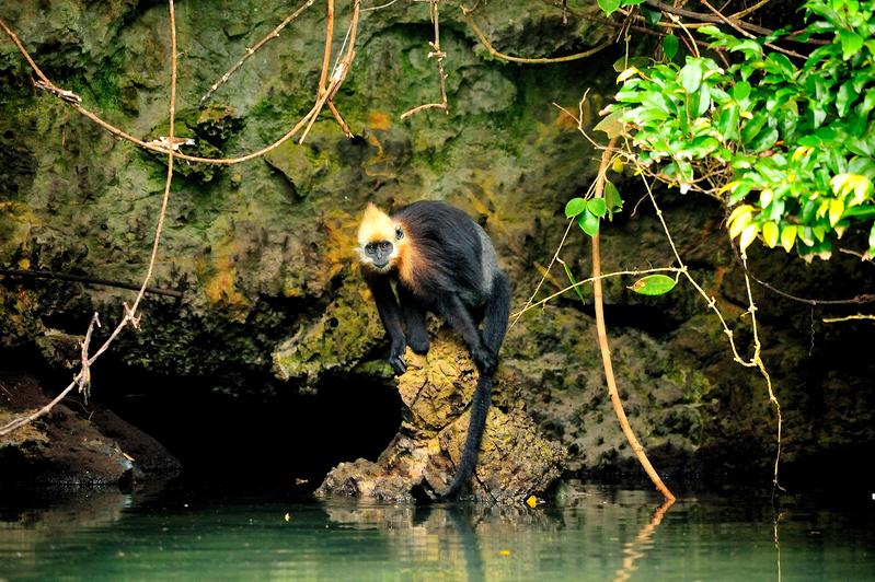 Why langurs drink salt water