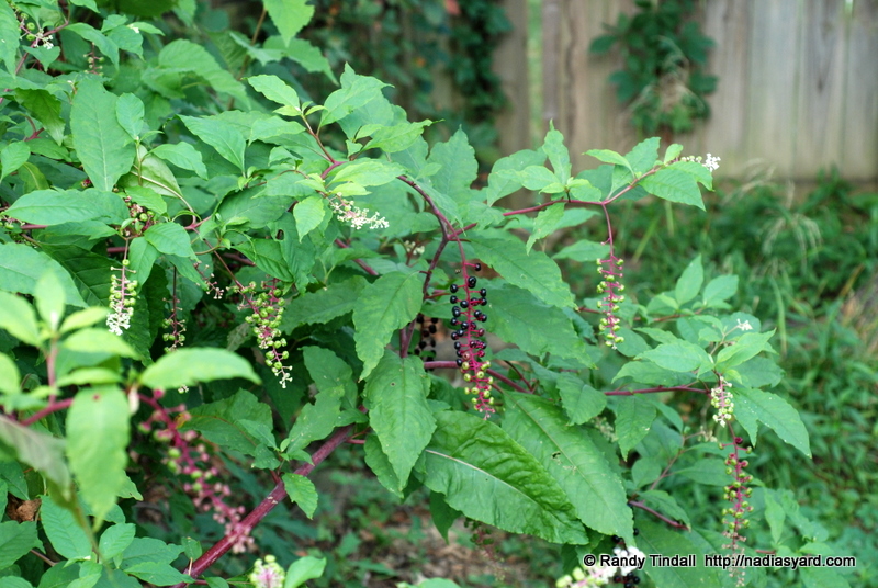Pokeweed, American (Phytolacca americana) The Jekyll and Hyde Plant