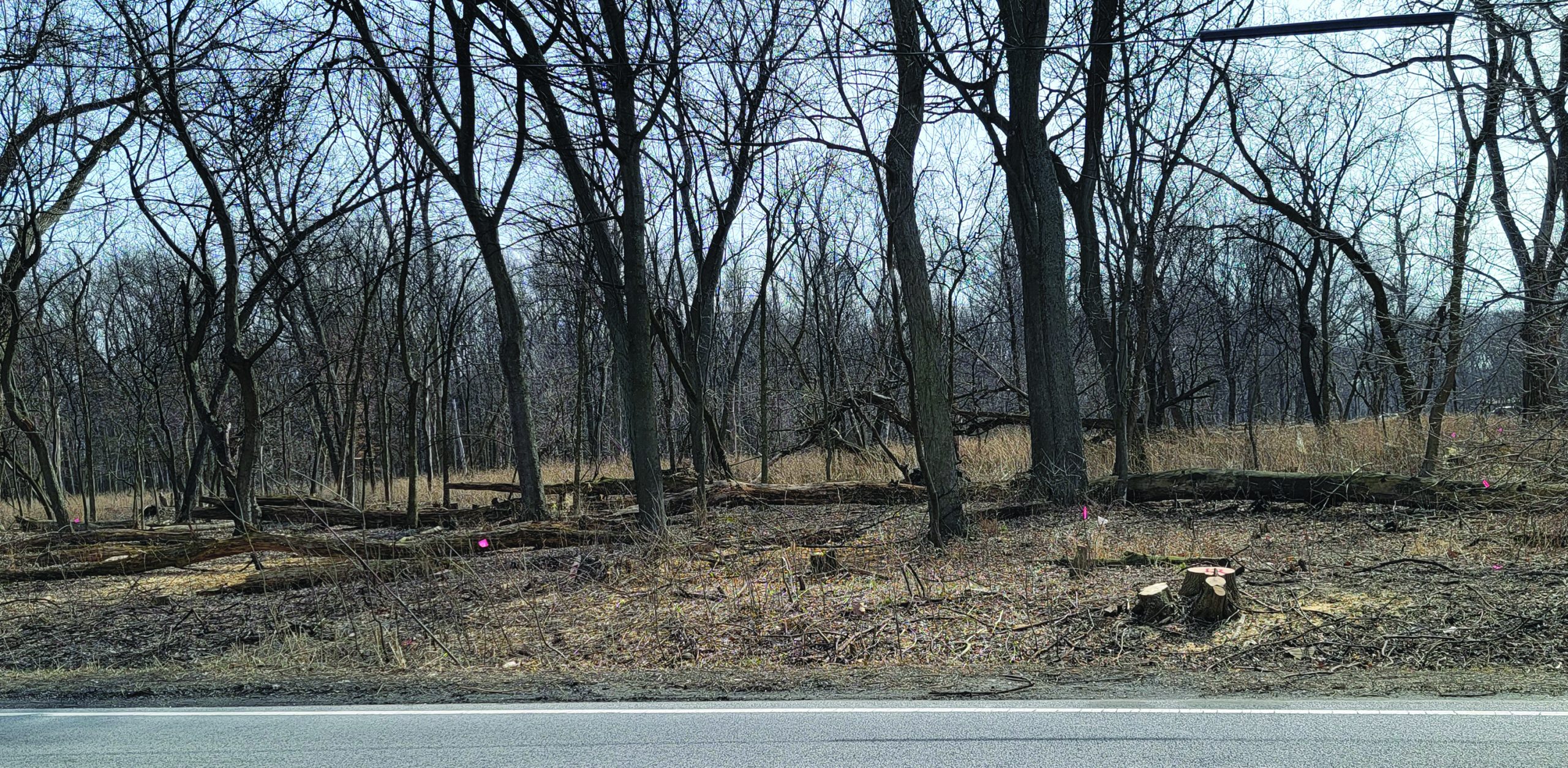 Cook County says Niles axed more trees than agreed at Bunker Hill