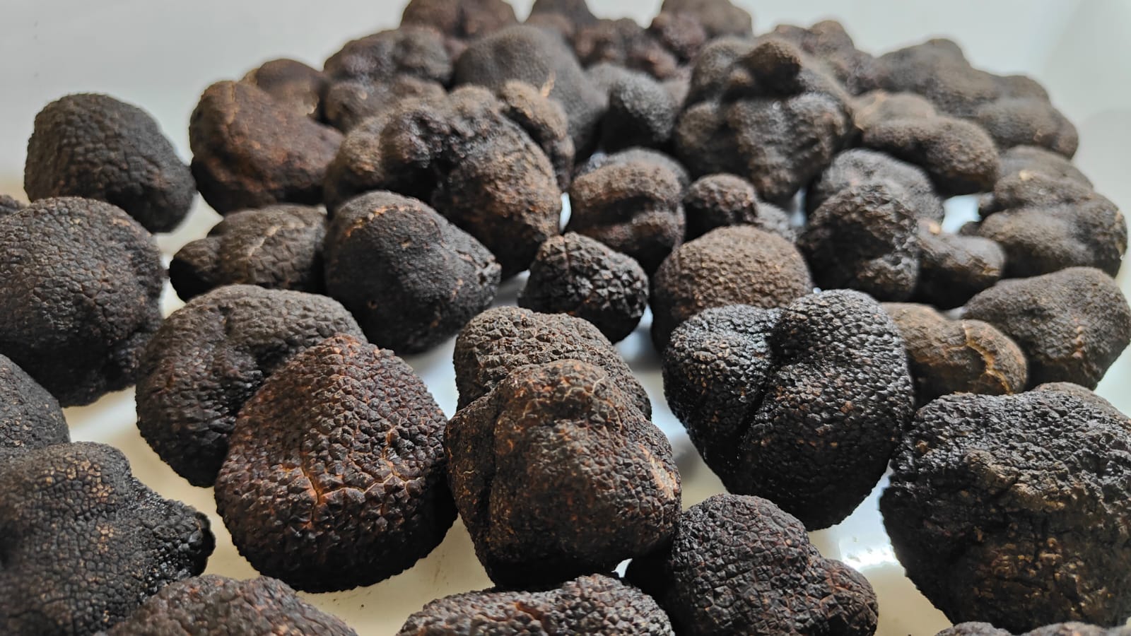 Spanish Fresh Perigord Truffles (Tuber Melanosporum) Nadiyya The