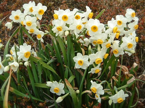 芳香日本水仙1球植え3号深ポット入り2株セット:球根 『園芸ネット』本店 通販 Engei.net スイセン（水仙）：寒咲き日本水仙 【球根】 | Nae-Ya｜Herbal Tree Shop ｜ハーバルツリーショップ なえやNae-Ya｜Herbal Tree Shop ｜ハーバルツリーショップ なえや