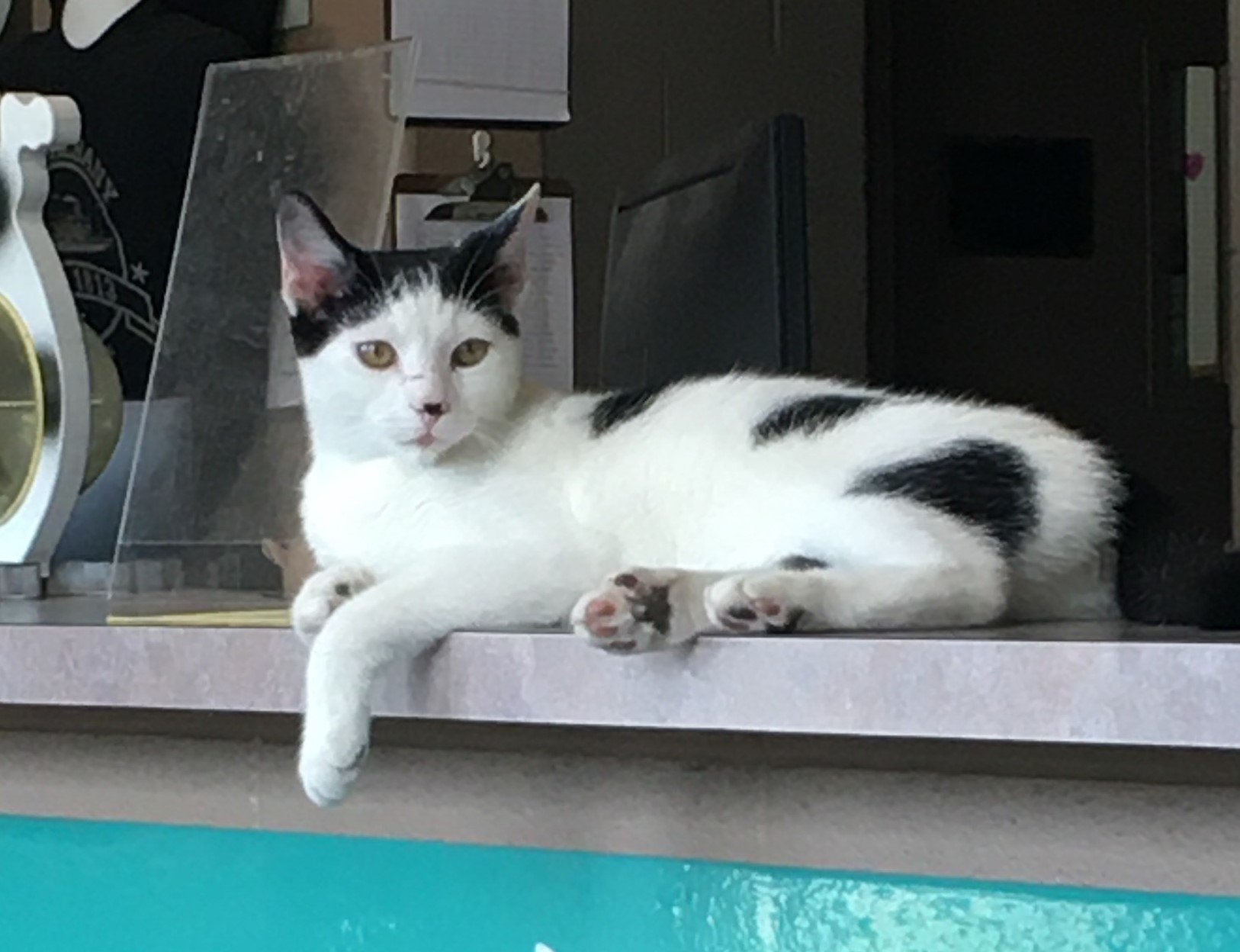 Newbie to Feeders! New Albany/Floyd County Animal Shelter