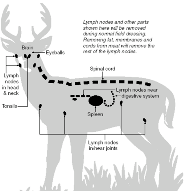 Whitetailed Deer Test Positive for SARSCoV2 (COVID19) Native