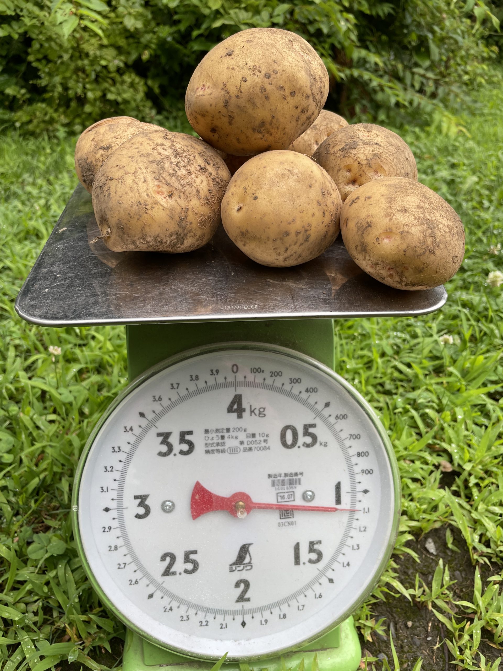 Kita Akari potatoes 1 kilo Nagano, Naturally