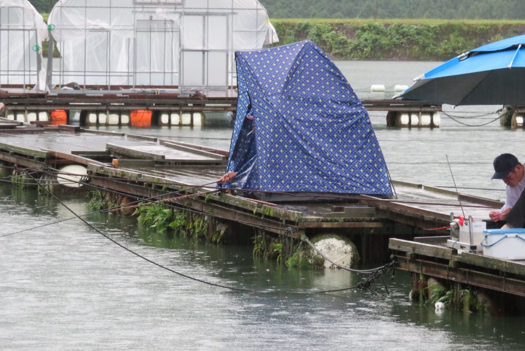 ヘラブナ釣果2021年8月19日｜長谷大池釣り池センター