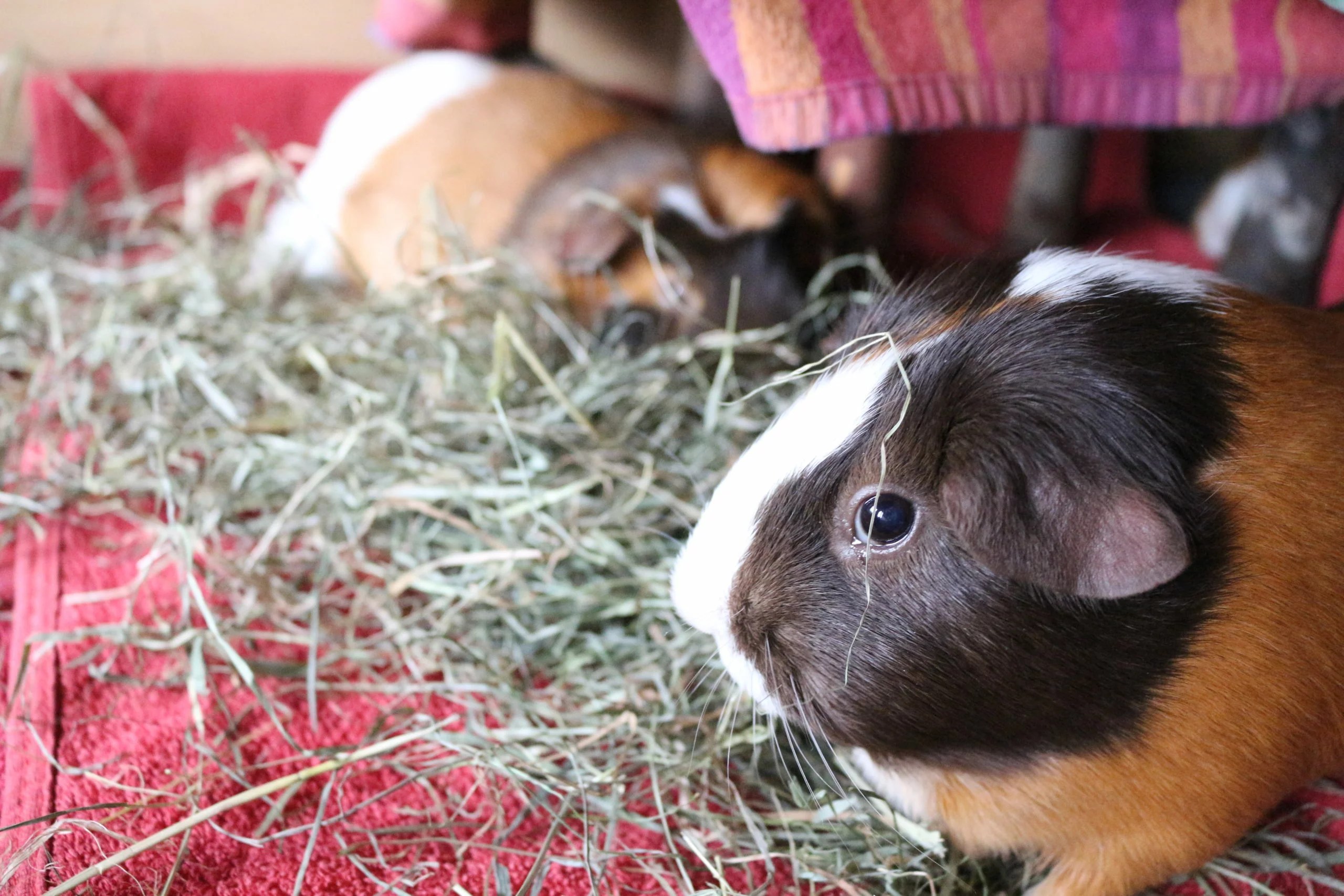 Wie viel kostet ein Meerschweinchen im Monat Nager Guide
