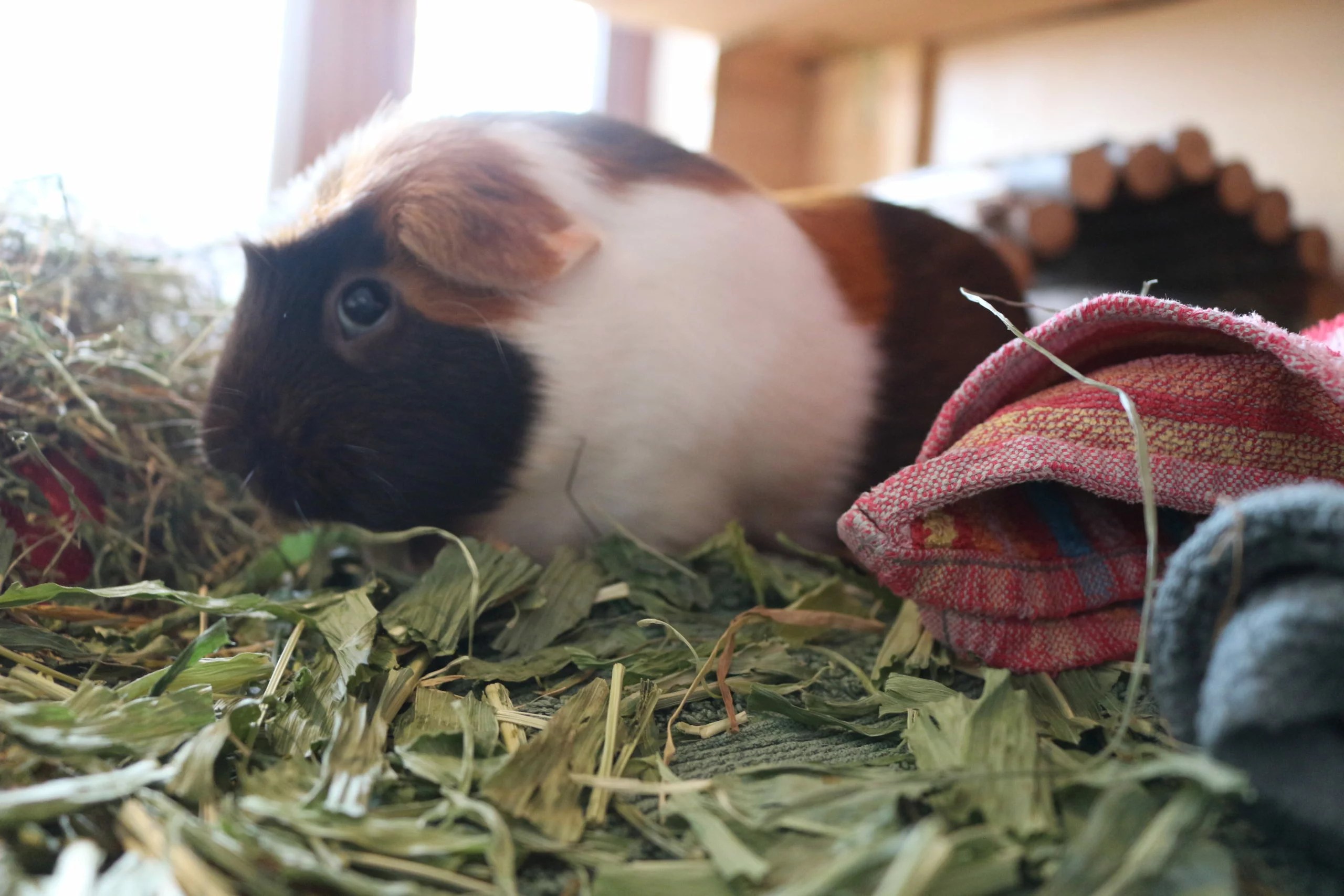 Meerschweinchen hustet mögliche Gründe und Behandlung Nager Guide
