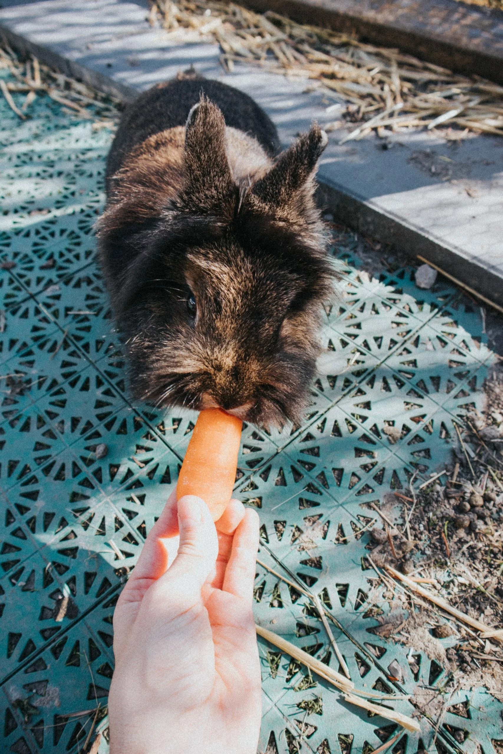 Kaninchen mag keine Möhren was dahinter stecken könnte