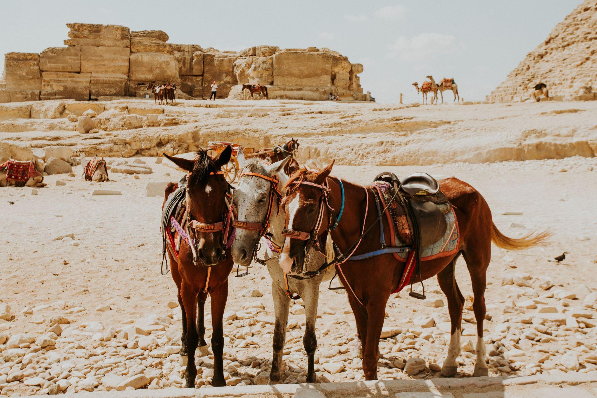 A Photo Essay from Egypt NAHAEBERS Aromatherapy Study Tour 2021 NAHA