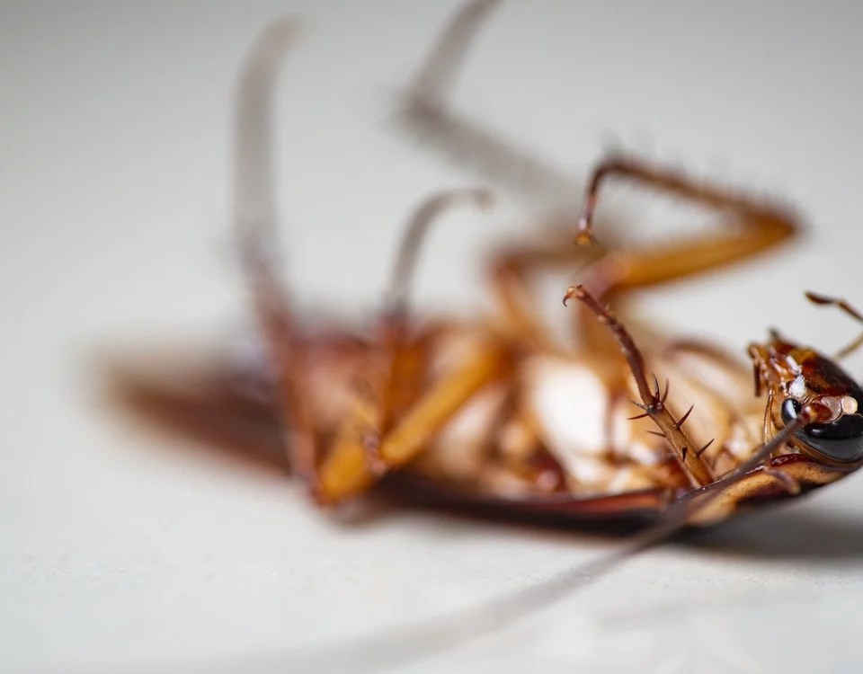 cockroaches Archives North American Home Services