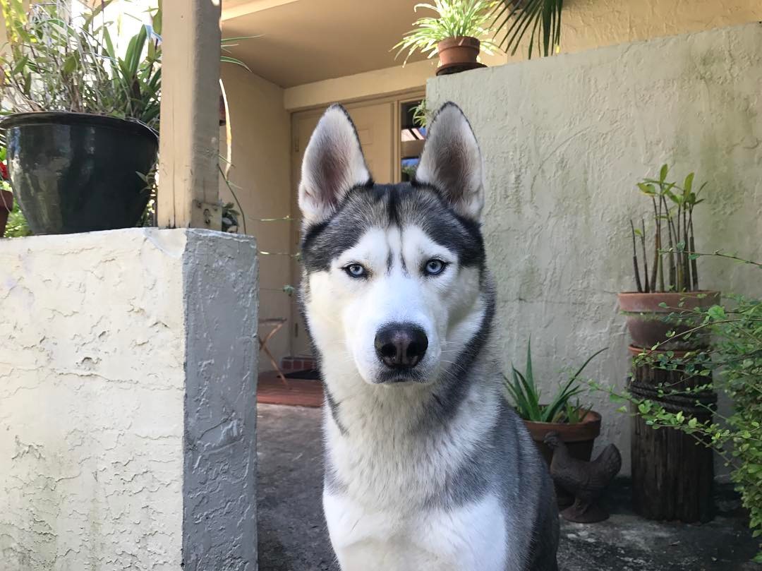 How Much Money Gohan The Husky Makes On YouTube Net Worth Naibuzz