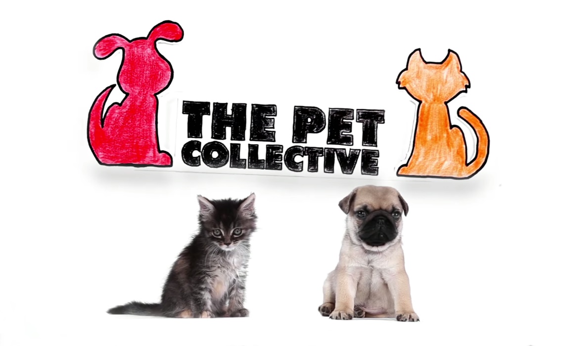 How Much Money The Pet Collective Makes On YouTube Net Worth Naibuzz
