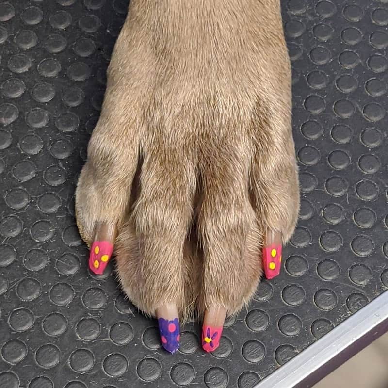 15 Awesome Dog Nail Polish Ideas for Your Puppy