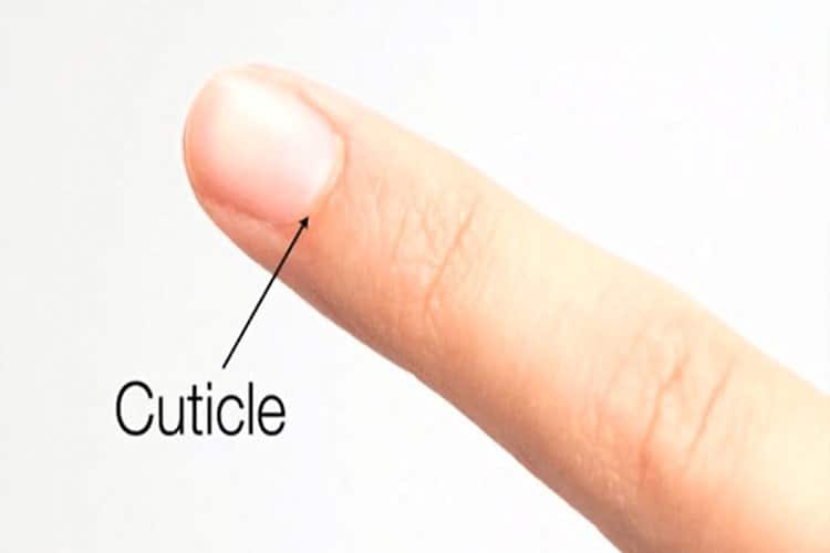 What Are Cuticles Formation And Function of Nail Cuticles