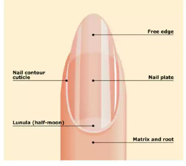 Lunula of Nails What It Says About Your Health? NailDesignCode