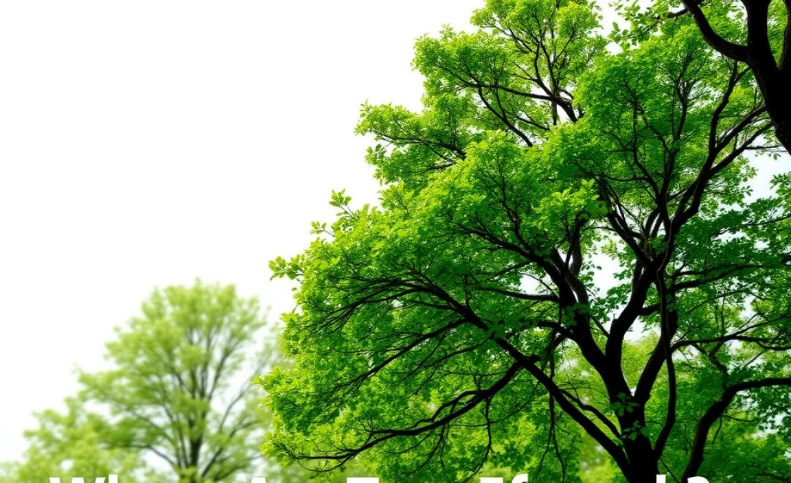 Conservation Efforts for Ash Trees