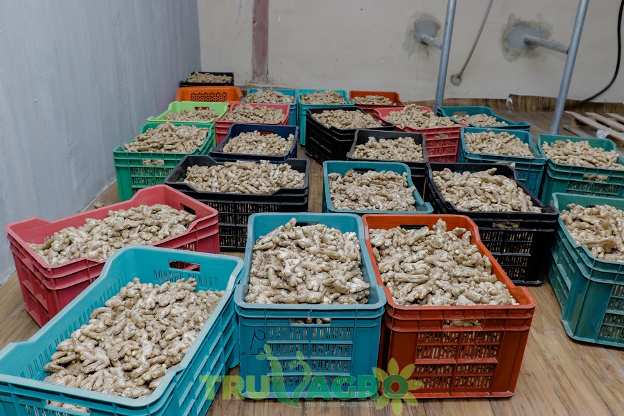 Repositioning Nigeria’s agro export with ginger processing plant