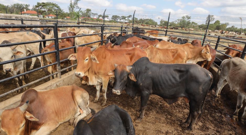 PHOTOS President Kenyatta Reopens Refurbished Kenya Meat Commission Factory