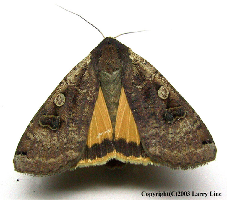 Invasive Moths and How to Report Them NAISMA