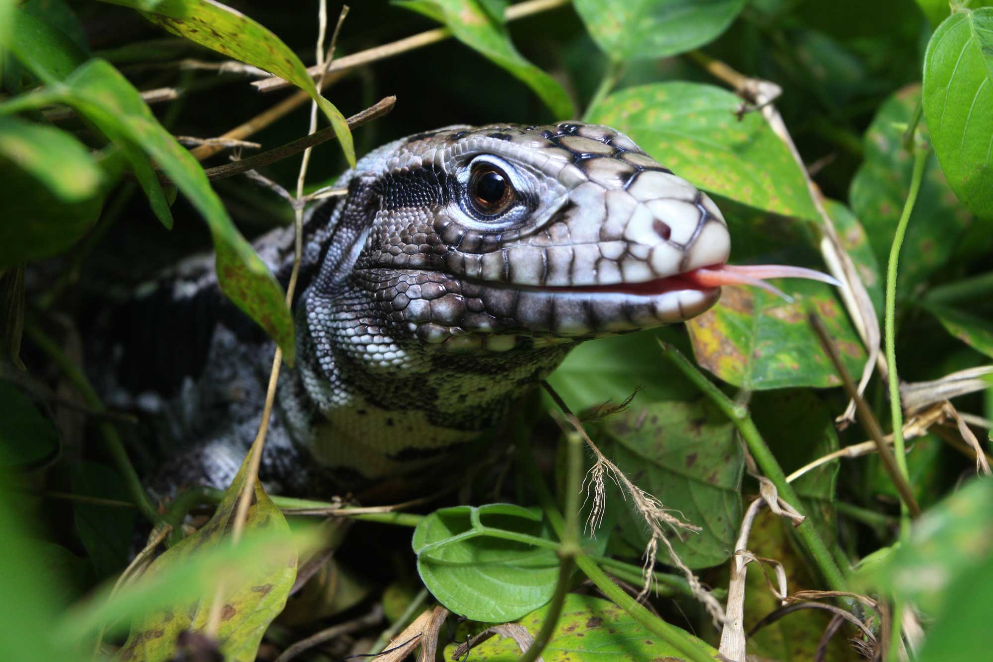 inar Invasive Tegus NAISMA