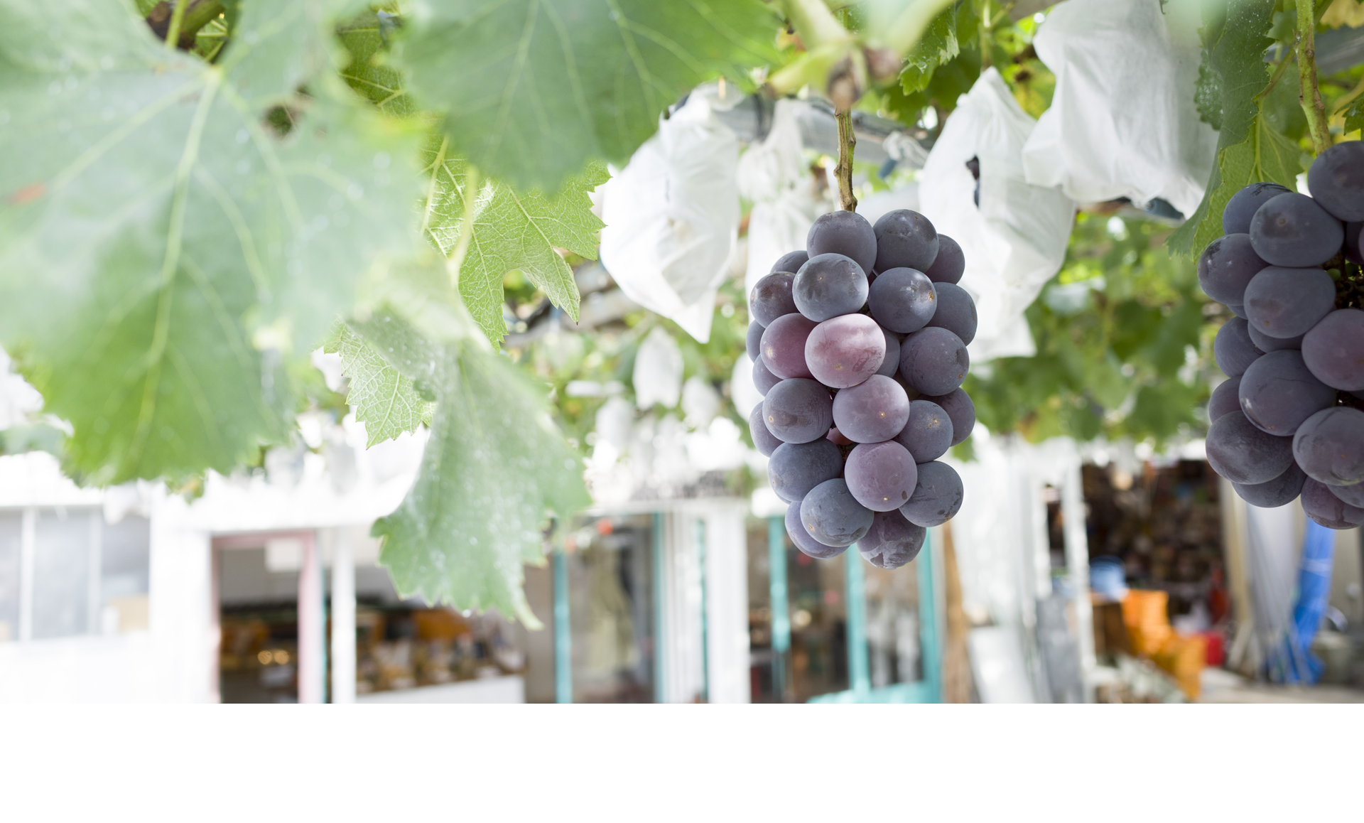 魚津梨と魚津りんご 中島果樹園 NAKASHIMA FARM