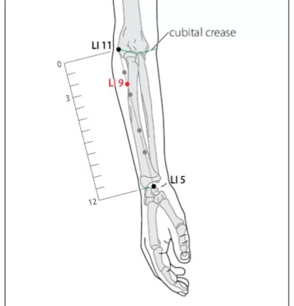 LI 9 Acupuncture Point Acupuncture Point Locations Review