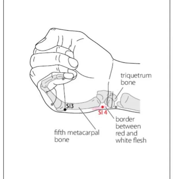 SI 4 Acupuncture Point Acupuncture Point Locations Review