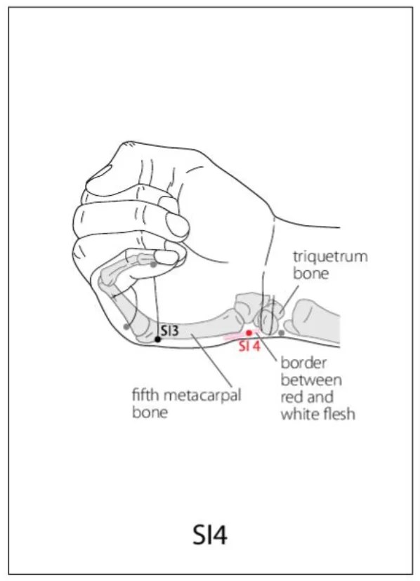 SI 4 Acupuncture Point Acupuncture Point Locations Review