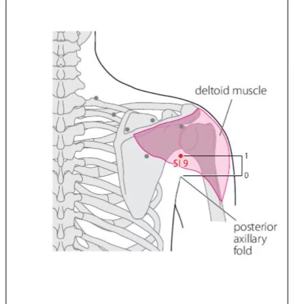 SI 9 Acupuncture Point Acupuncture Point Locations Review