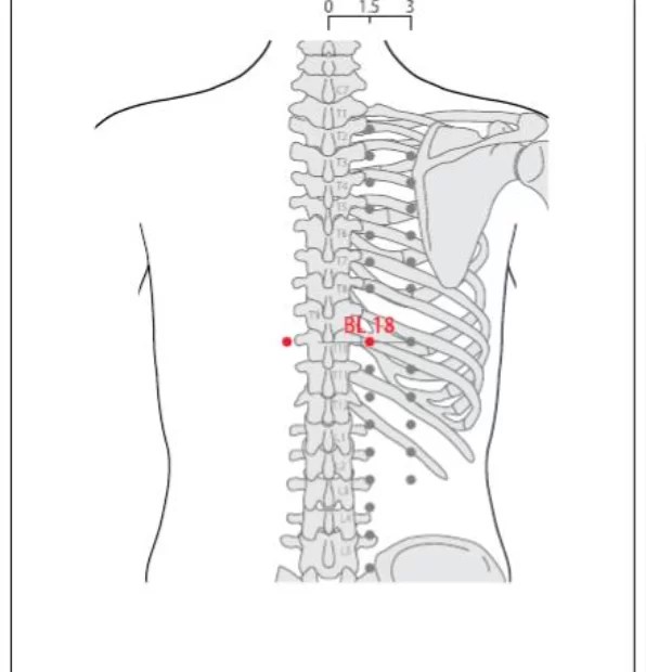 BL 18 Acupuncture Point Acupuncture Point Locations Review