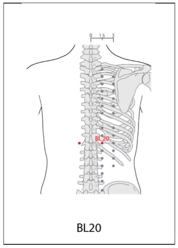 BL 20 Acupuncture Point Acupuncture Point Locations Review