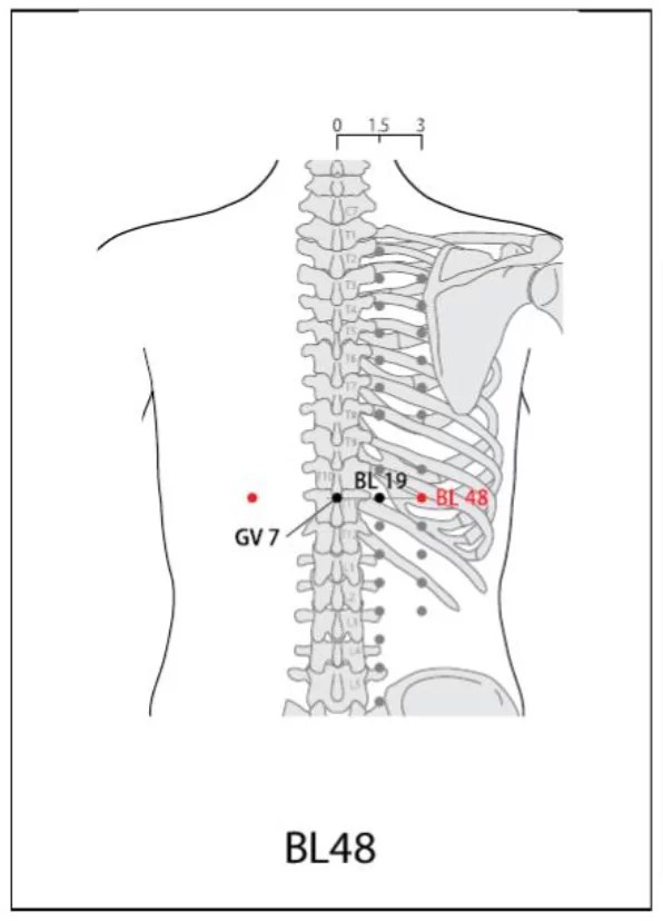 BL 48 Acupuncture Point Acupuncture Point Locations Review