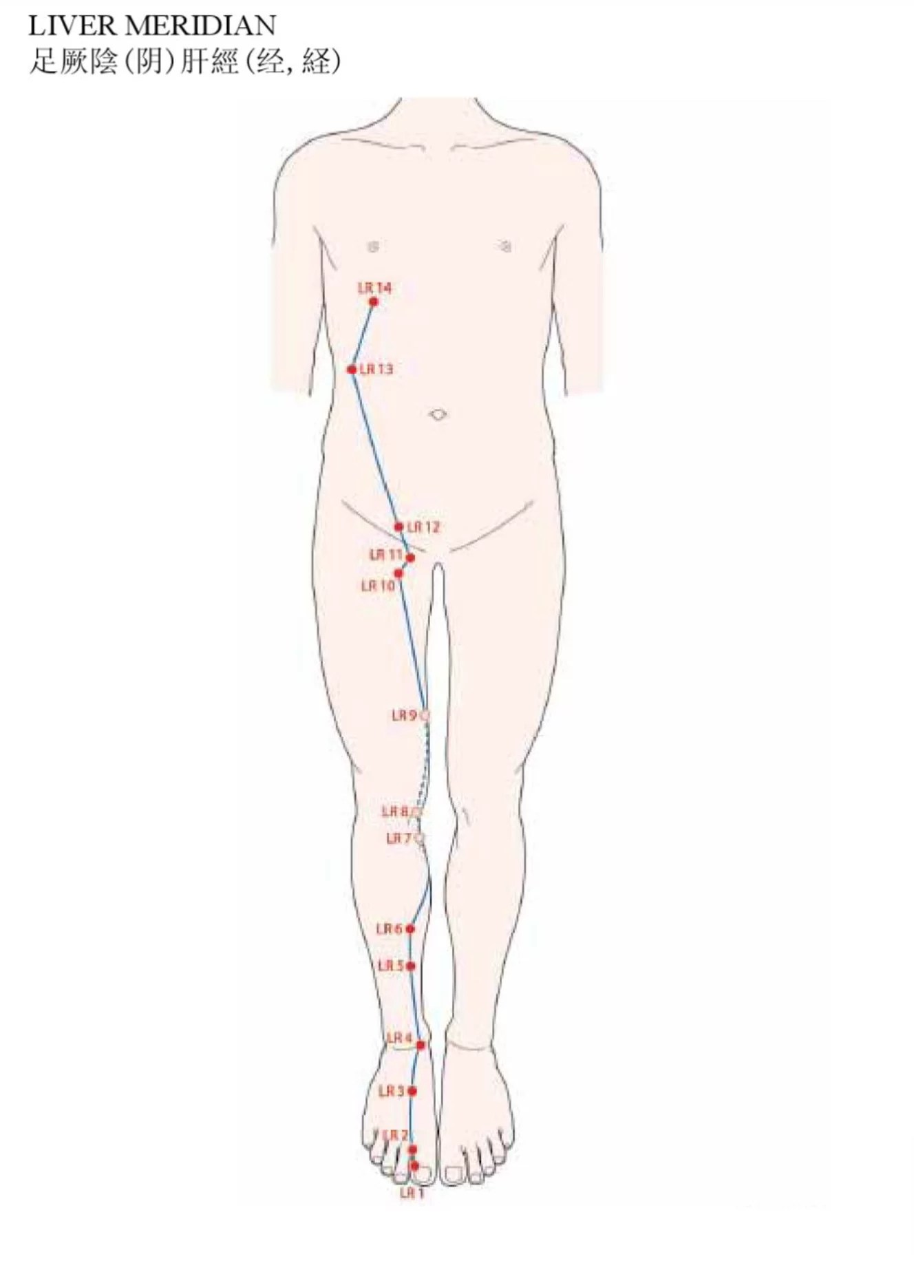 Acupuncture Liver Meridian Good Shepherd