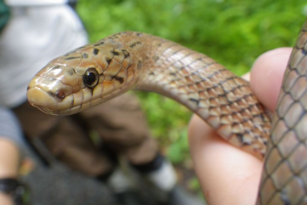 ジムグリヘビの飼育や飼い方は？餌や販売値段はいくら？ 生物モラトリアム