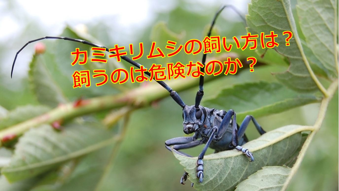 カミキリムシの餌と飼い方は？飼育は噛むから危険なのか？ 生物モラトリアム