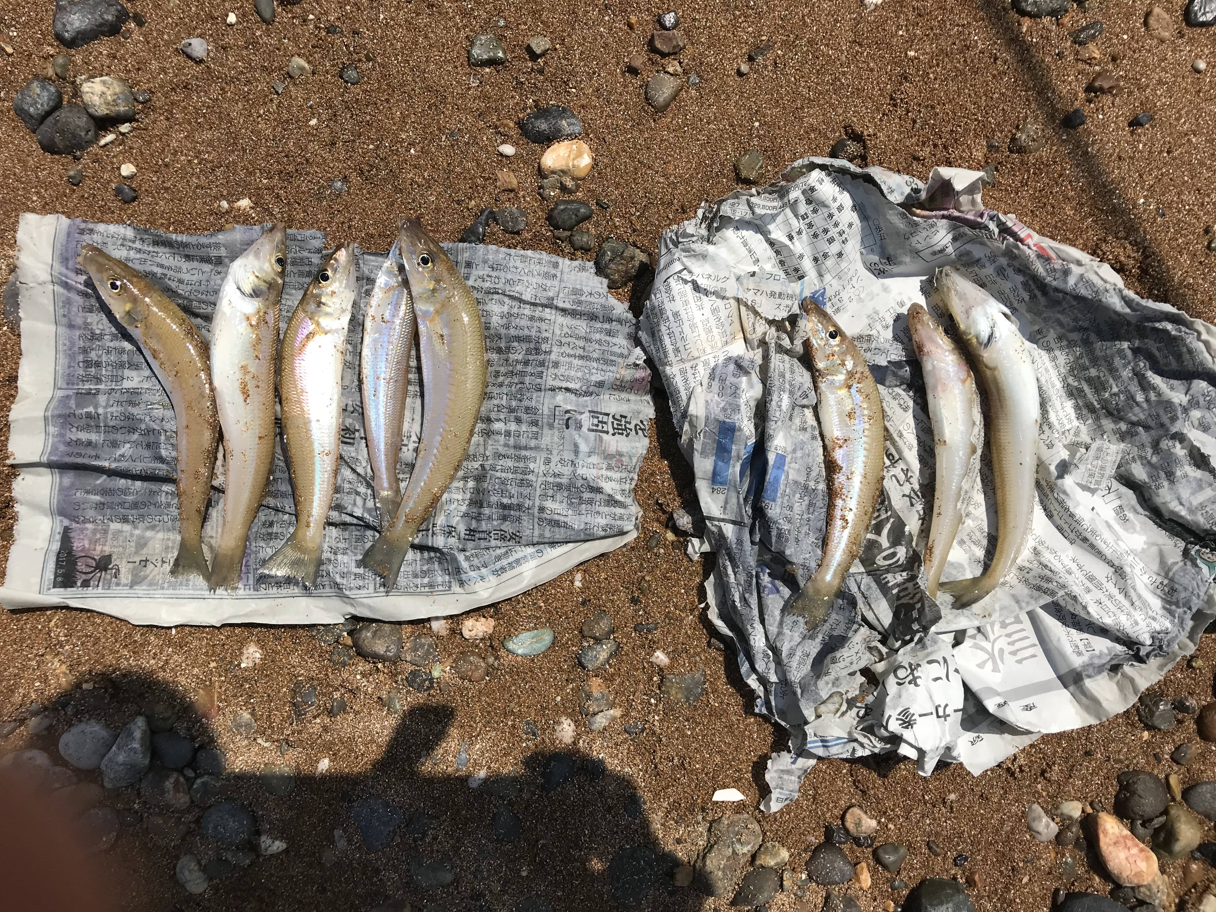 夏の海水浴のお供にキッシング（ワームでキス釣り）のすすめ ヒラマサとアオリイカを求めて