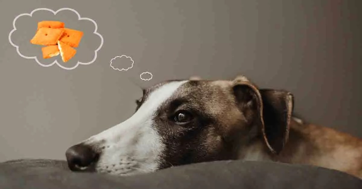 Can dogs eat Cheez its Let's get the answer here (7min read)