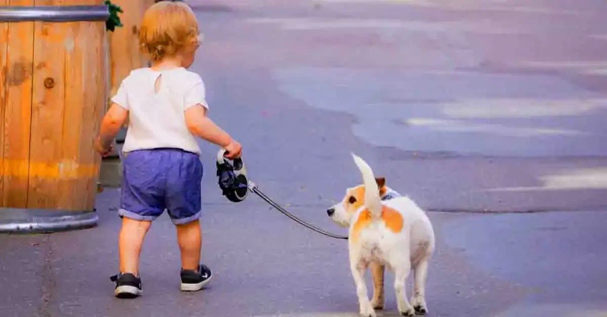 How to leash train a dog A complete guide for dog parents (7min read)